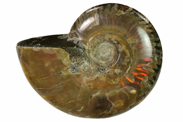Red Flash Ammonite Fossil - Madagascar #151731